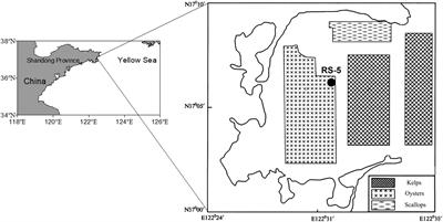 Blue carbon in sediment from Sanggou Bay: composition, burial flux and its response to human activities